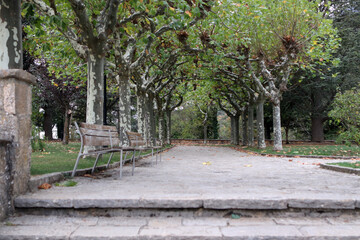 Paseo con arboles y bancos