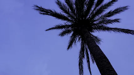 Tuinposter Palme vor blauem Himmel  © Merle