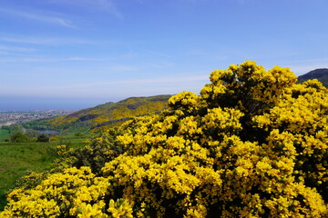 Stechginster am Arthur's Seat
