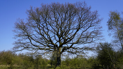 Großer Baum im Frühling