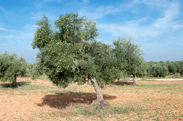 Olivos en olivar español