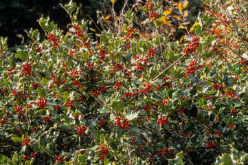 Ilex aquifolium , Houx