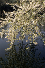 Prunus avium , Merisier