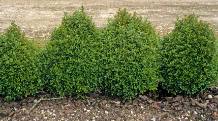 Buxus sempervirens, Buis