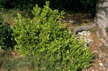 Buxus sempervirens, Buis