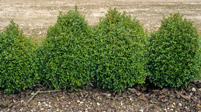 Buxus sempervirens, Buis