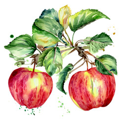Jabłka na gałęzi ilustracja - obrazy, fototapety, plakaty