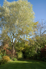 Fototapeta premium Salix alba, Saule blanc, Les Jardins de Castillon Plantbessin, Castillon, 14, Calvados, France