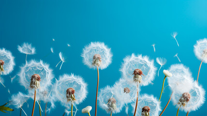 dandelion in blue sky.
