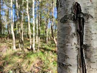 birch tree branch. white birch bark. autumn birch leaves. beautiful autumn background. dry leaves. Birch trunk and leaves in autumn. in a park or forest. nature, season. tree bark.