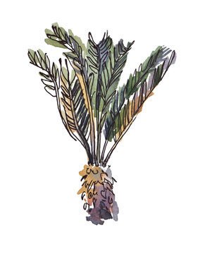 watercolor isolated sketch botany exotic plant tree fern tree from southern latitudes set
