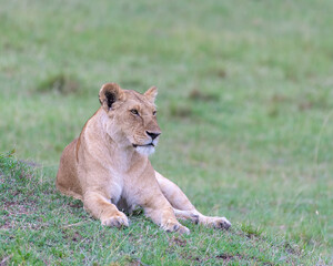 Female Lion laying down and keeping a watchful eye over the pride, Masai Mara, Kenya