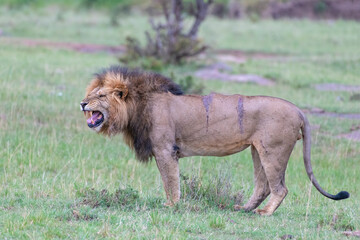 Adult Male Lion with injury, Masai Mara, Kenya