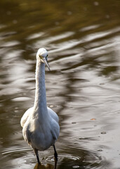 Little Egret (Egretta garzetta) in Dublin, Ireland
