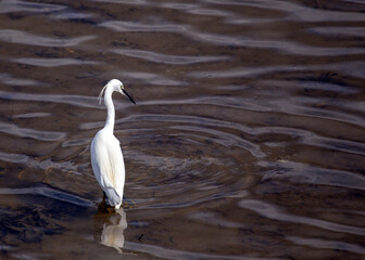 Little Egret (Egretta garzetta) in Dublin, Ireland