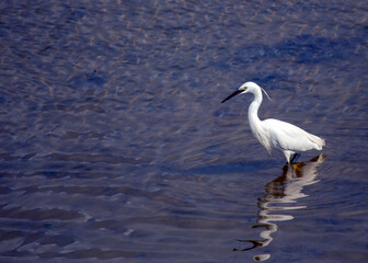 Little Egret (Egretta garzetta) in Dublin, Ireland