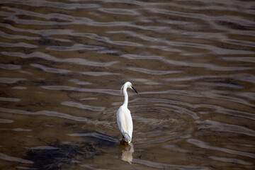 Little Egret (Egretta garzetta) in Dublin, Ireland