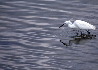 Little Egret (Egretta garzetta) in Dublin, Ireland