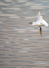 Little Egret (Egretta garzetta) in Dublin, Ireland
