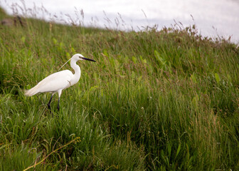 Little Egret (Egretta garzetta) in Dublin, Ireland