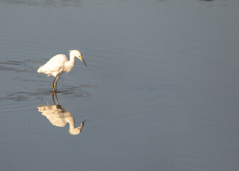 Snowy Egret (Egretta thula) spotted in California