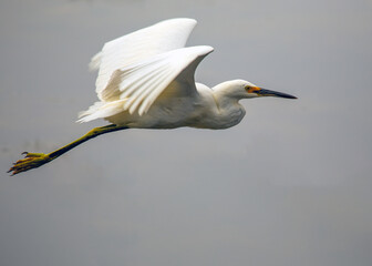 Snowy Egret (Egretta thula) spotted in California