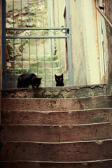 Two lonely cats looking down from stairs in the old European city. Animals in the old cities