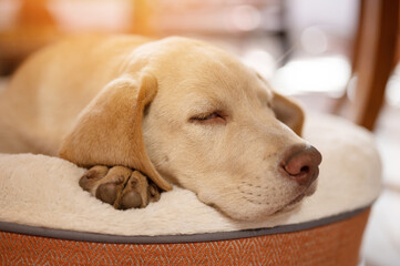 Sweet dreaming labrador puppy