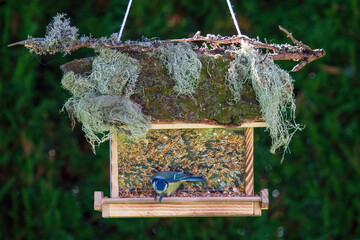 a bluetit, cyanistes caeruleus,  perched on the bird feeder and pecking seeds at a sunny autumn day