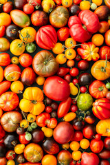 Background of multi-colored bright ripe tomatoes, different types of tomatoes, summer harvest from the garden, top view