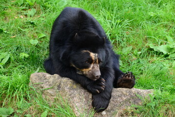 Andean bear, endangered mammal by humans encroaching on there habitat.