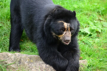 Andean bear, endangered mammal by humans encroaching on there habitat.