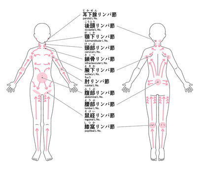 全身の主なリンパ節の位置