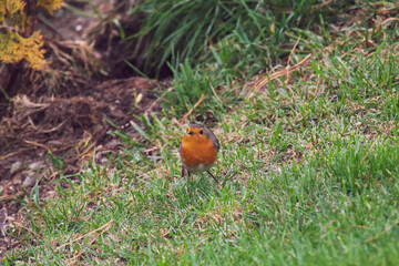 a robin, erthacus rubecula, in the garden on the green lawn at a autumn morning