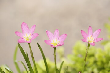 Beautiful zephyranthes flower in nature . 