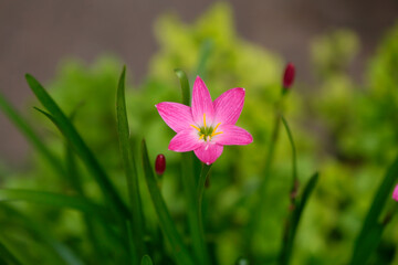 Beautiful zephyranthes flower in nature . 