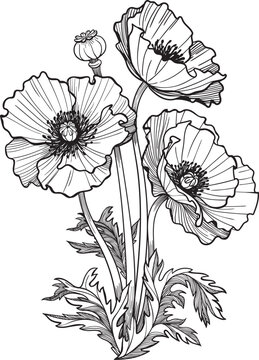 Poppy flower bouquet in monochrome line art. Good for tattoos  and designs.