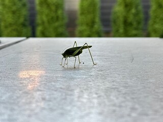 An insect with large whiskers and eyes. Green grasshopper with large paws, close-up. Cricket in the garden on the terrace.