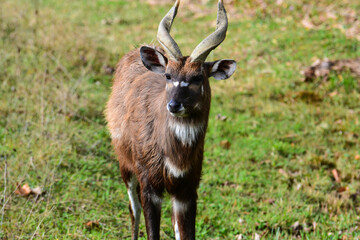 Antilope