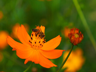 Bee sitting on yellow cosmos