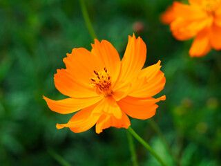 Korean yellow cosmos in full bloom