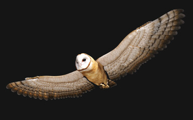 3d Illustration of a barn owl poses isolated on a black background with clipping path.