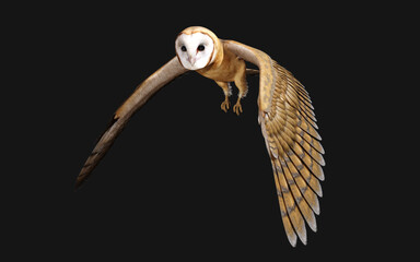 3d Illustration of a barn owl poses isolated on a black background with clipping path.