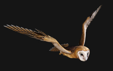 3d Illustration of a barn owl poses isolated on a black background with clipping path.