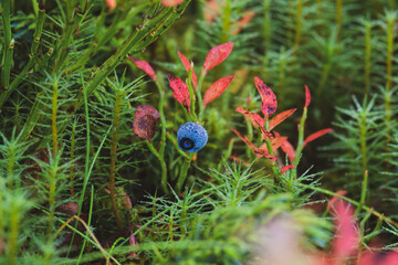 wonderful colors in autumn - ripe bilberries with dew drops and red leaves at a sunny autumn morning on the mountains
