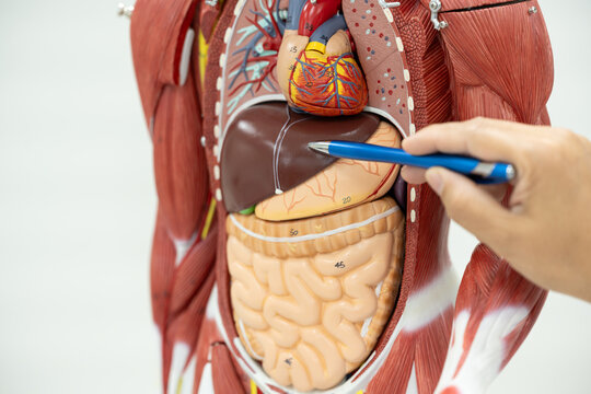 Anatomy human body model isolated on white background.Part of human body model with organ system.Human abdominal model.Doctor explain to patient for medical treatment.
