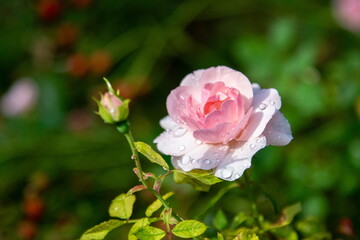 Rose mit Regentropfen