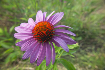 Obraz premium Purple Coneflower