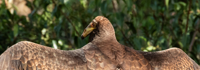Oiseau Urubu à tête jaune : Son regard et ses ailes déployées