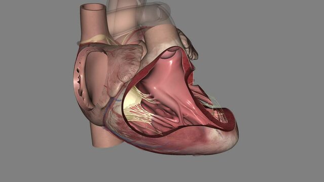 The tricuspid valve sits between the heart's two right chambers .